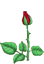 rose1__bloominga[1].gif